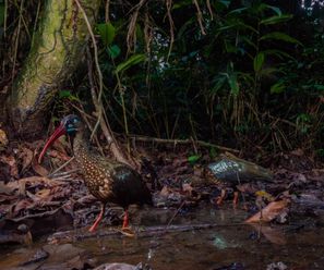 Spotbreasted Ibis - Democratic Republic of the Congo