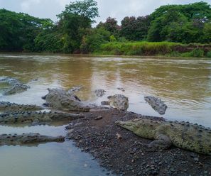 Sharp-mouthed Crocodiles - Costa Rica