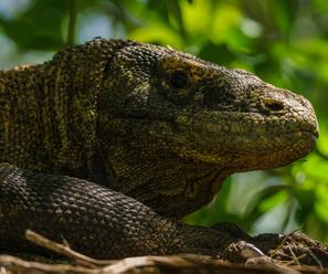 Komodo Dragon - Indonesia