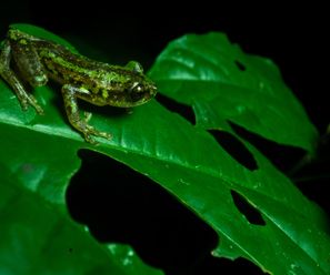 Tree Frog (exact species soon) - Democratic Republic of the Congo