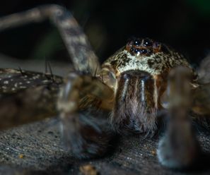 Spider (exact species coming soon) - Democratic Republic of the Congo