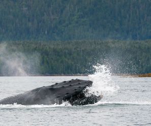 Humpback Whale - Canada