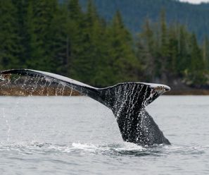 Humpback Whale - Canada