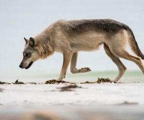 Coastal Wolf - Canada