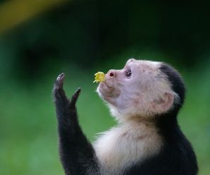 Capuchin Monkey - Costa Rica