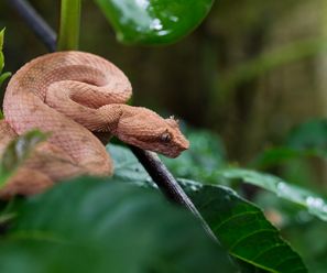 Brown Eyelash Viper - Costa Rica