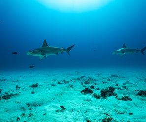 Scalloped Hammerhead Sharks - Costa Rica