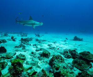 Scalloped Hammerhead Sharks - Costa Rica