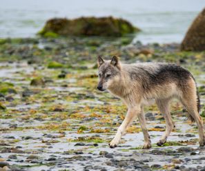 Coastal Wolf - Canada