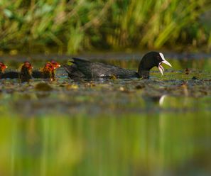 Coot family - Germany