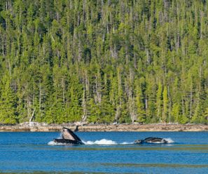 Humpback Whales - Canada