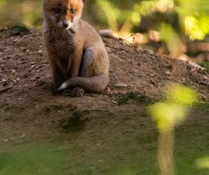 Red Fox puppy - Germany