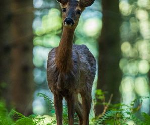 Deer - Germany