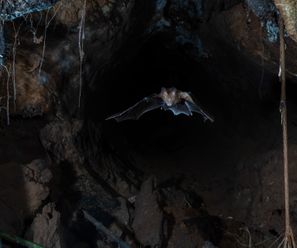 Slit-faced bat - Democratic Republic of the Congo