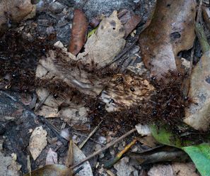 Army Ants - Democratic Republic of the Congo