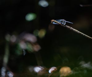 Dragonfly(exact species soon) - Democratic Republic of the Cong