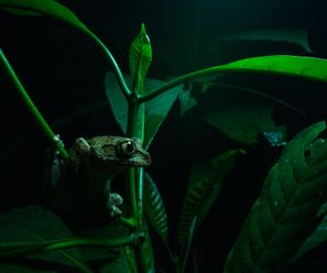 Tree Frog (exact species soon) - Democratic Republic of the Congo