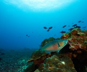 Parrotfish - Costa Rica