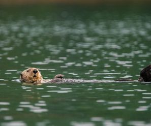 Sea Otter - Canada