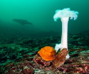 Giant Plumose Anemone with Steller Sea Lion - Canada