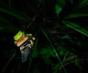 Tree Frogs (exact species soon) - Democratic Republic of the Congo