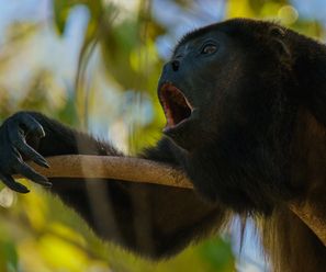 Howling Monkey - Costa Rica