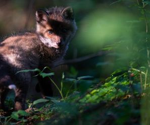 Red Fox puppy - Germany