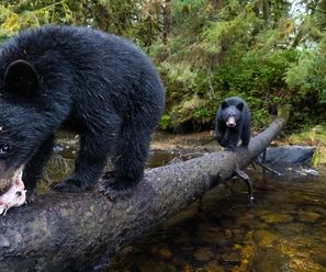 Black Bear cubs - Canada