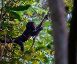 Young Bonobo - Democratic Republic of the Congo