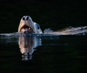 Steller Sea Lion - Canada