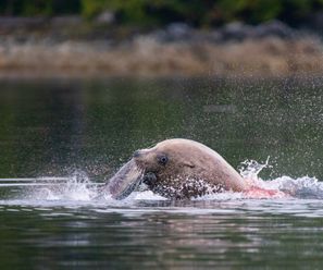 Steller Sea Lion - Canada