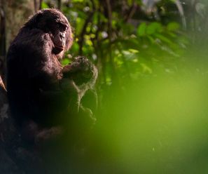 Bonobo baby with mother - Democratic Republic of the Congo