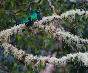 Quetzal - Costa Rica