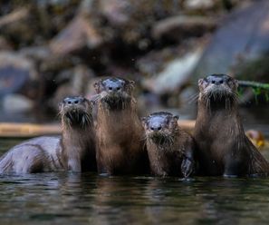 North American River Otters - CA