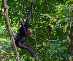 Bonobo - Democratic Republic of the Congo