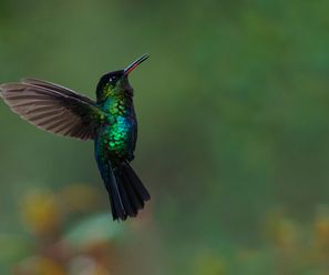  Fire-throated Hummingbird - CR