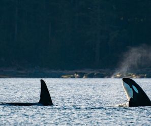 Transient Killer Whales - Canada