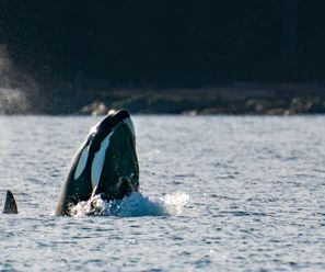 Transient Killer Whales with Steller Sea Lion - Canada