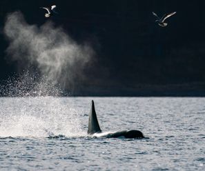 Transient Killer Whale - Canada