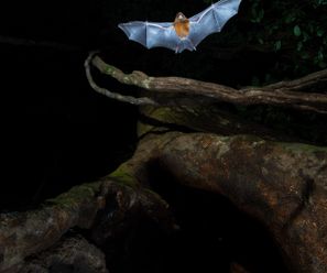 Roundleaf bat - Democratic Republic of the Congo