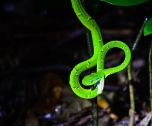 Green Eyelash Viper - Costa Rica