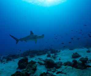 Scalloped Hammerhead Shark - Costa Rica