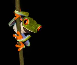 Red-Eyed Tree Frog - Costa Rica