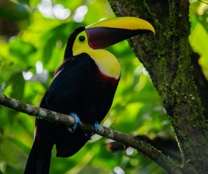 Swainson’s Toucan - Costa Rica