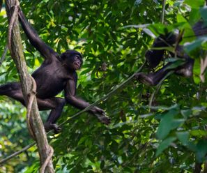Bonobos - Democratic Republic of the Congo