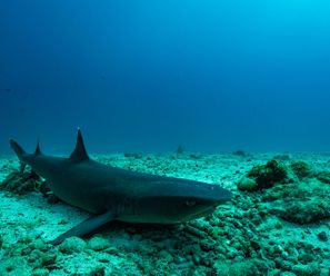 Whitetip Reef Shark - Costa Rica